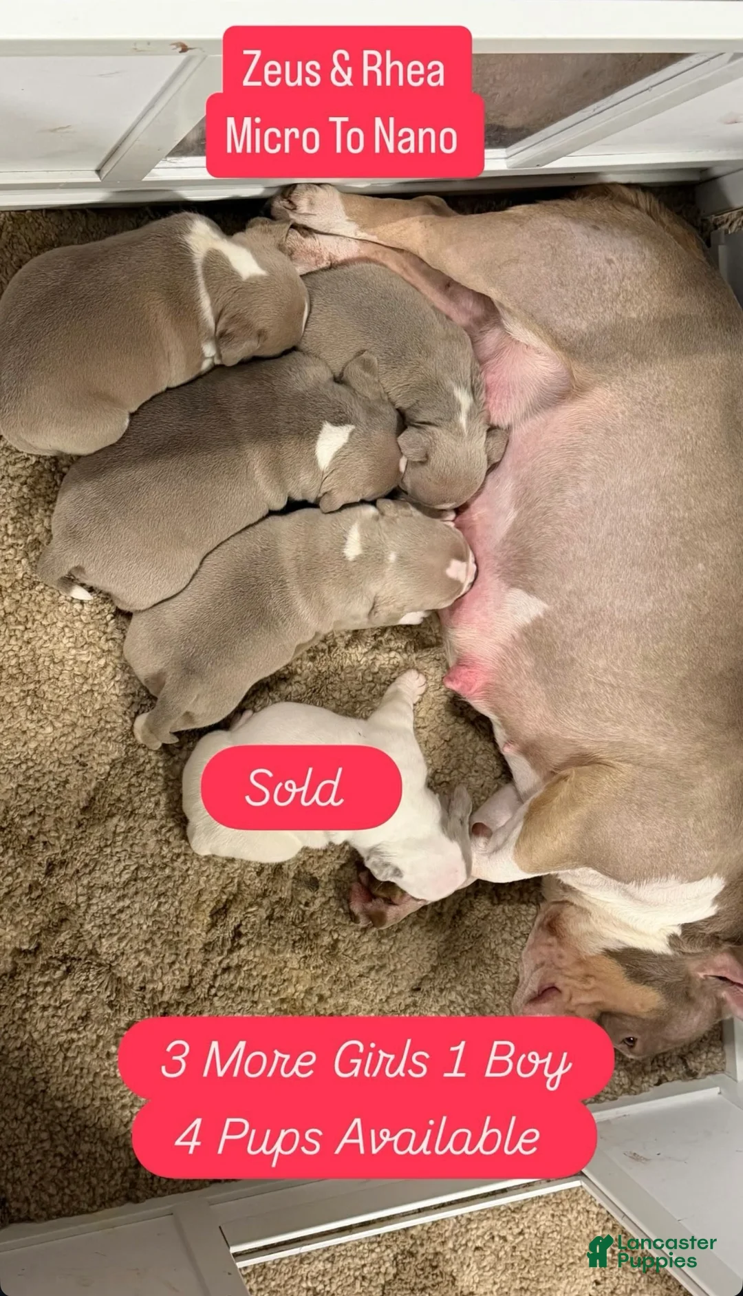 American Bully dogs for sale: American Bully Puppy 2 - Ad 3