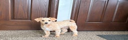 Maltipoo dogs for sale: Bennie - Ad 9