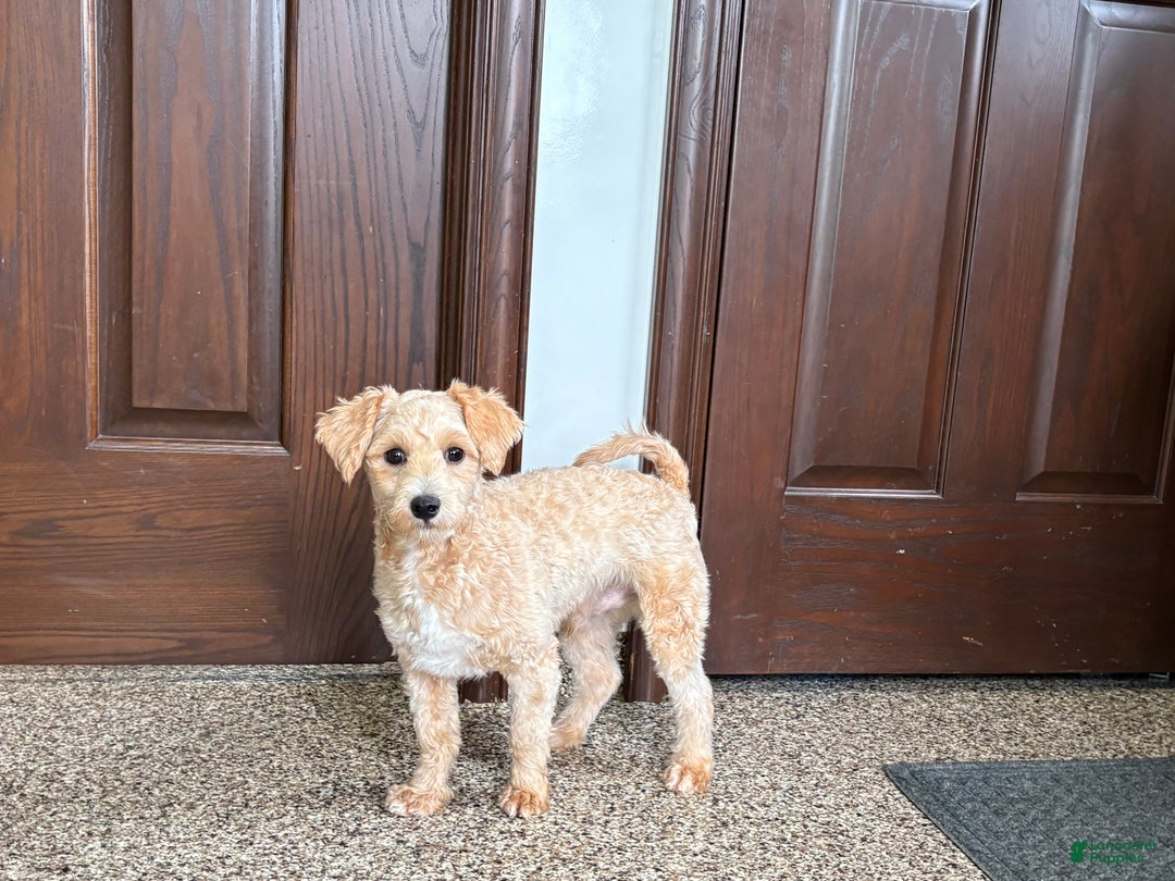 Maltipoo dogs for sale: Bennie - Ad 9