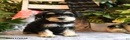 Miniature Schnauzer dogs for sale: Max - Ad 4