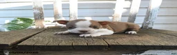 Boston Terrier dogs for sale: Clifford - Ad 5