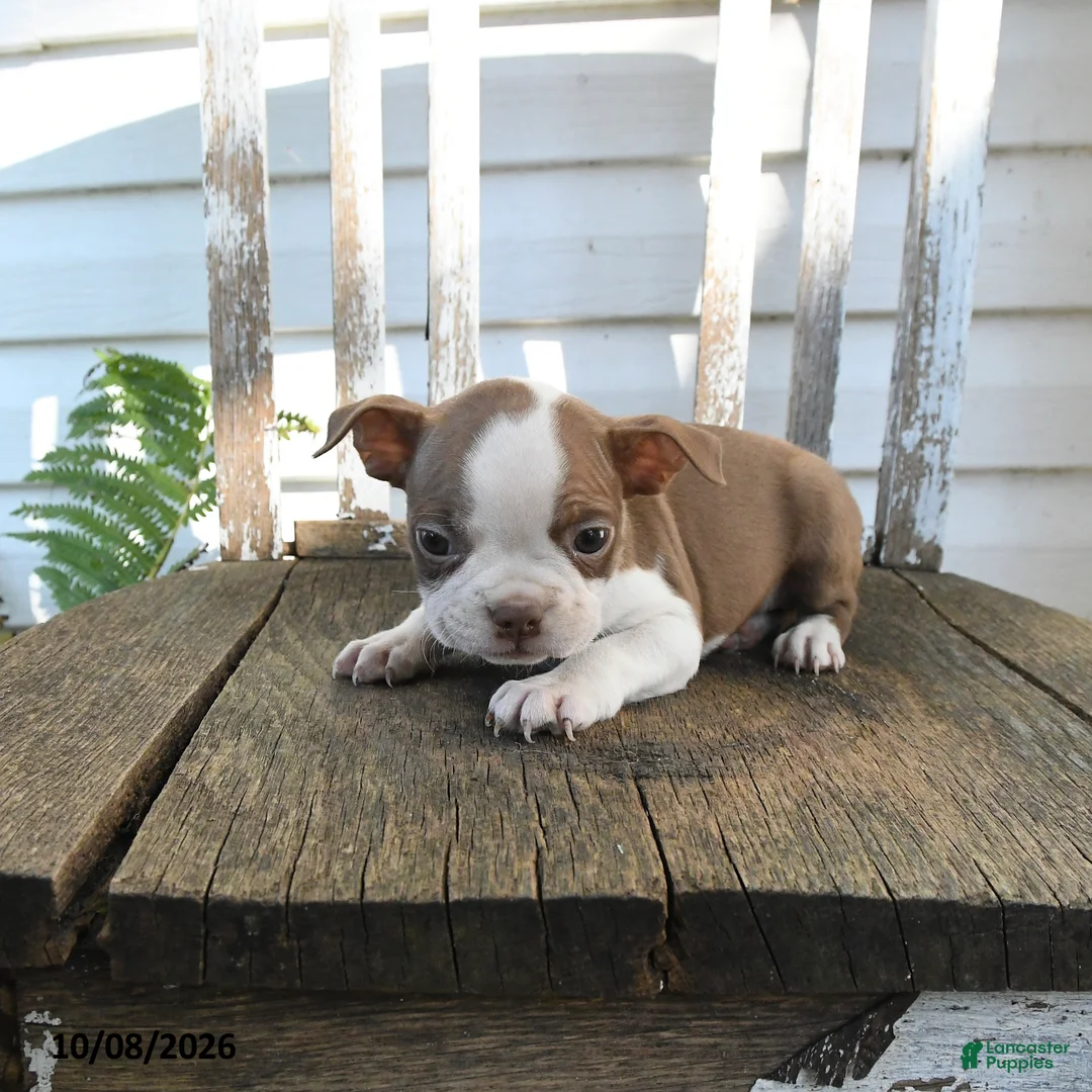 Boston Terrier dogs for sale: Clifford - Ad 5