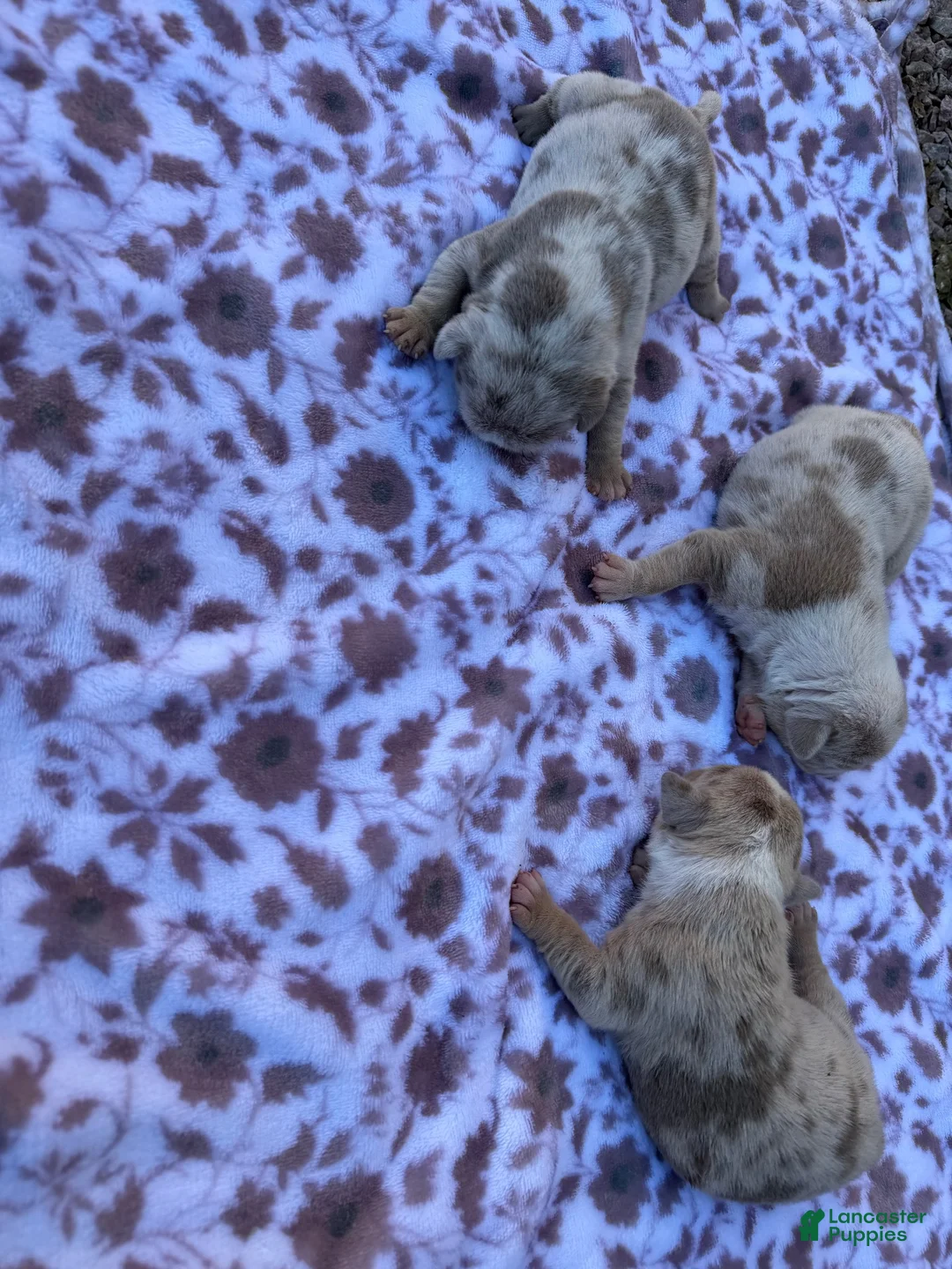 Mixed Breed dogs for sale: Chocolate 1 - Ad 17
