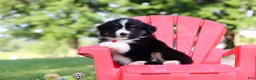 Miniature Australian Shepherd dogs for sale: Roamer - Ad 6