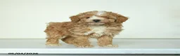 Miniature Poodle dogs for sale: Benny - Ad 2