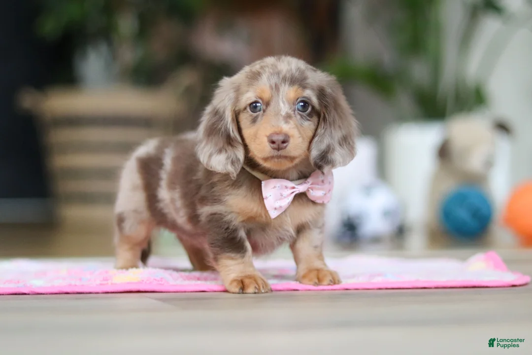 Miniature Dachshund dogs for sale: Callie - Ad 10