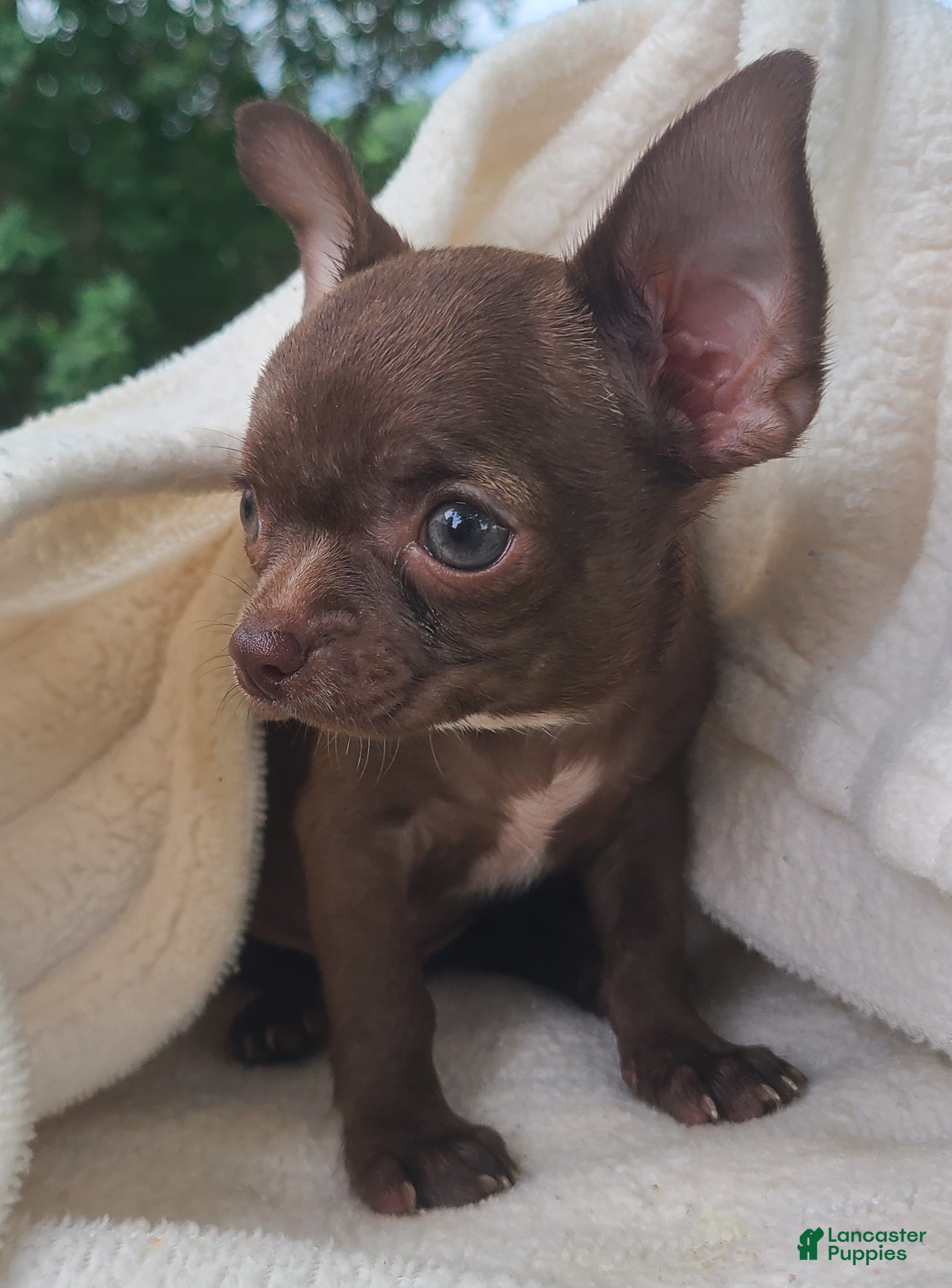 Chihuahua dogs Hershey - Ad 2
