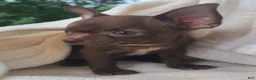 Chihuahua dogs for sale: Hershey - Ad 2