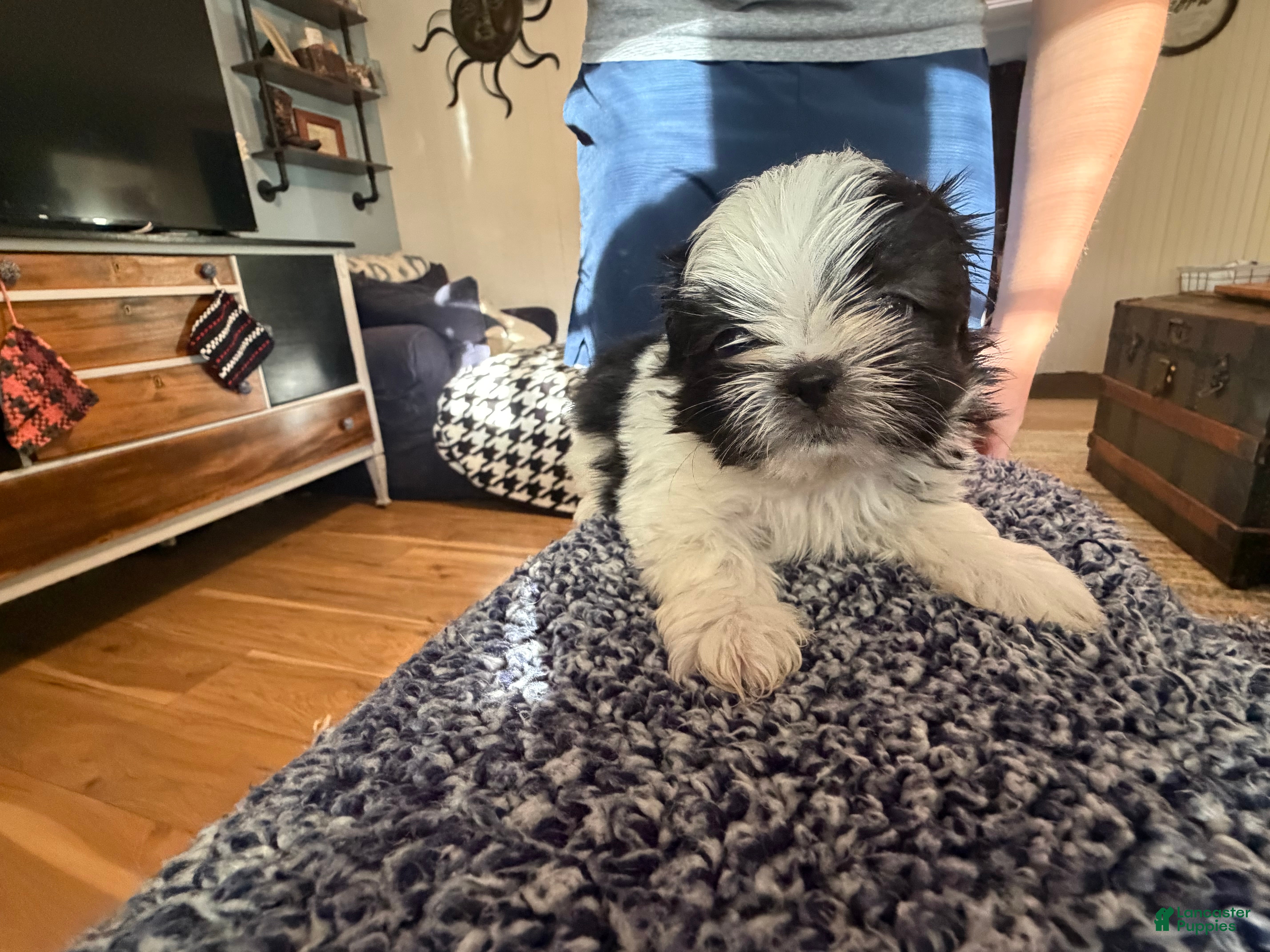 Shorkie dogs Shorkie 3 - Ad 2