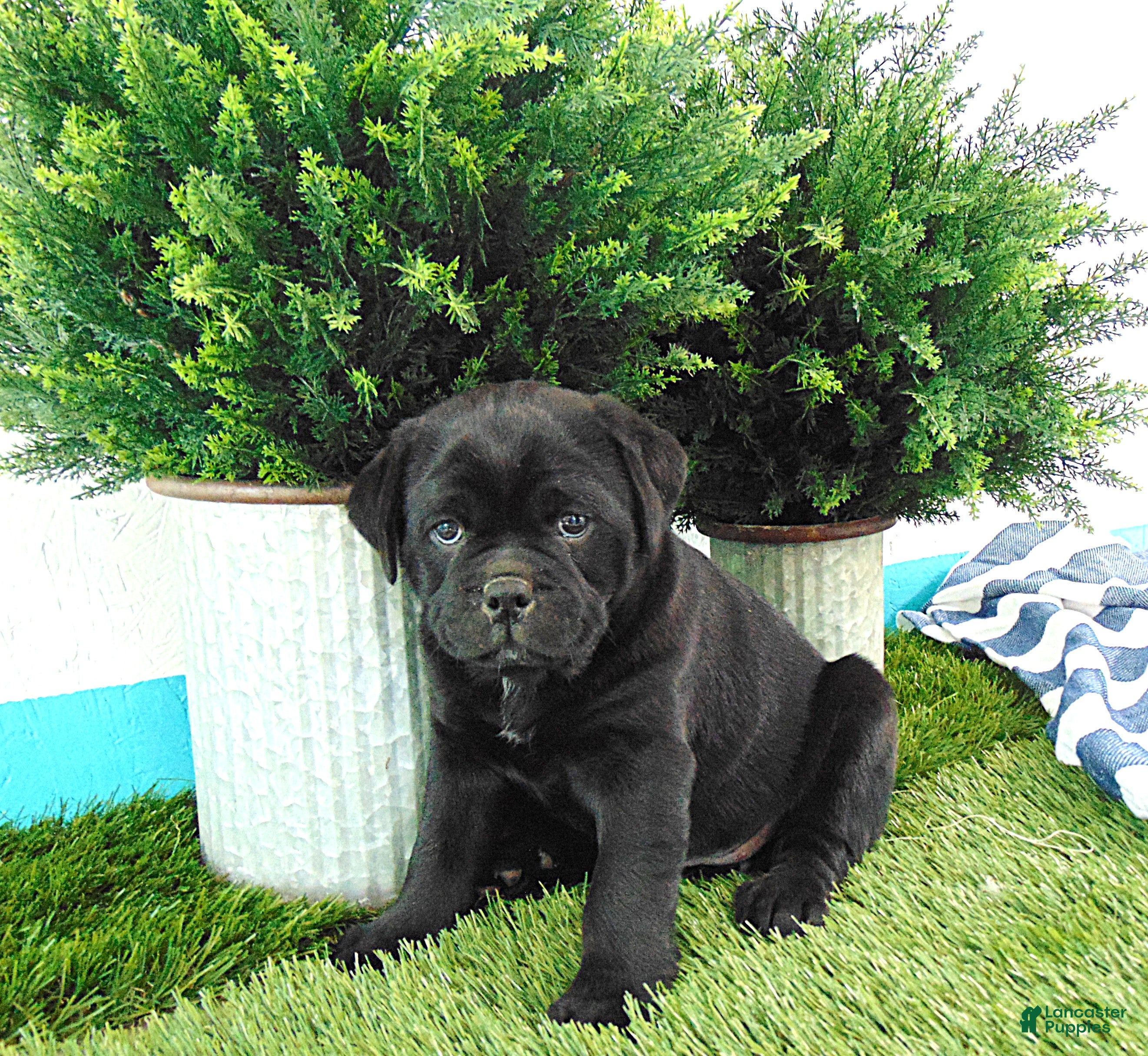 Mixed Breed dogs Sandra - Ad 1