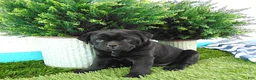 Mixed Breed dogs for sale: Sandra - Ad 1