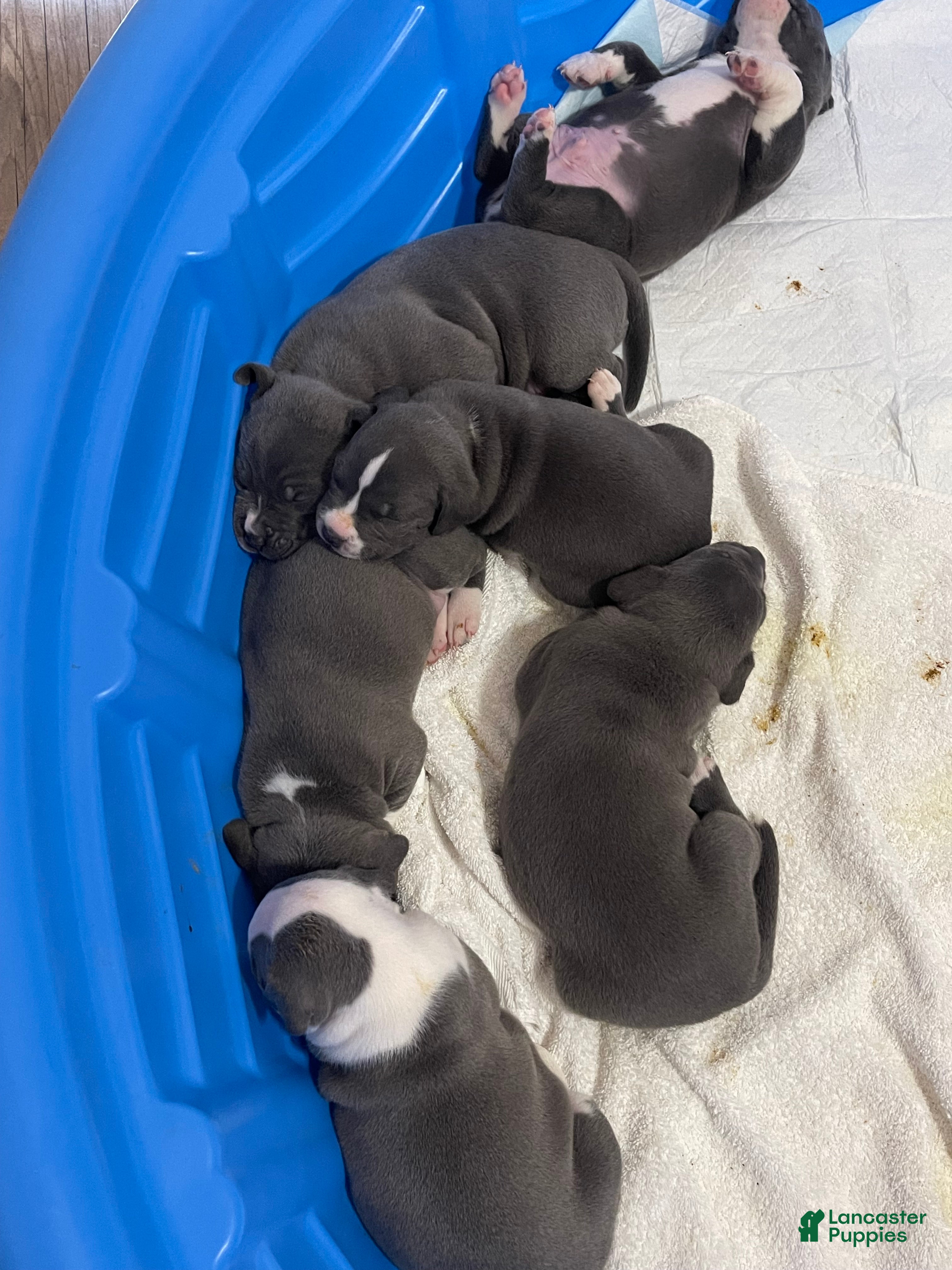 American Pit Bull Terrier dogs American Pit Bull Terrier 6 - Ad 15