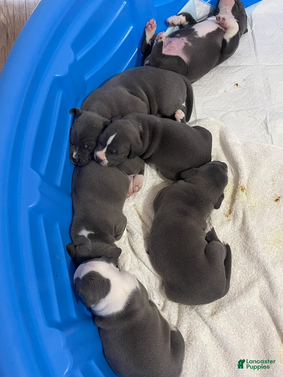 American Pit Bull Terrier dogs for sale: American Pit Bull Terrier 6 - Ad 1