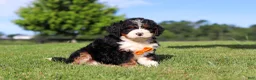 Mini Bernedoodle dogs for sale: Rocky - Ad 3