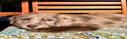 Labradoodle dogs for sale: Lilly - Ad 6