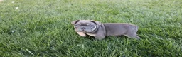 French Bulldog dogs for sale: Linda - Ad 2