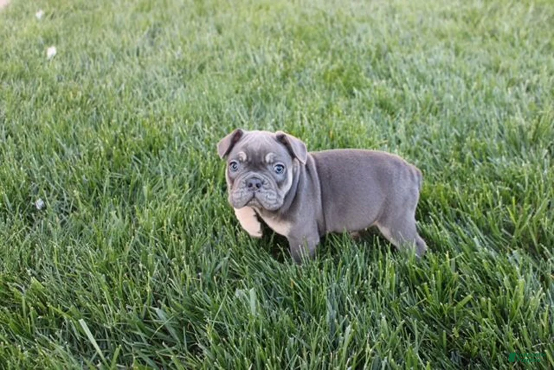 French Bulldog dogs for sale: Linda - Ad 2