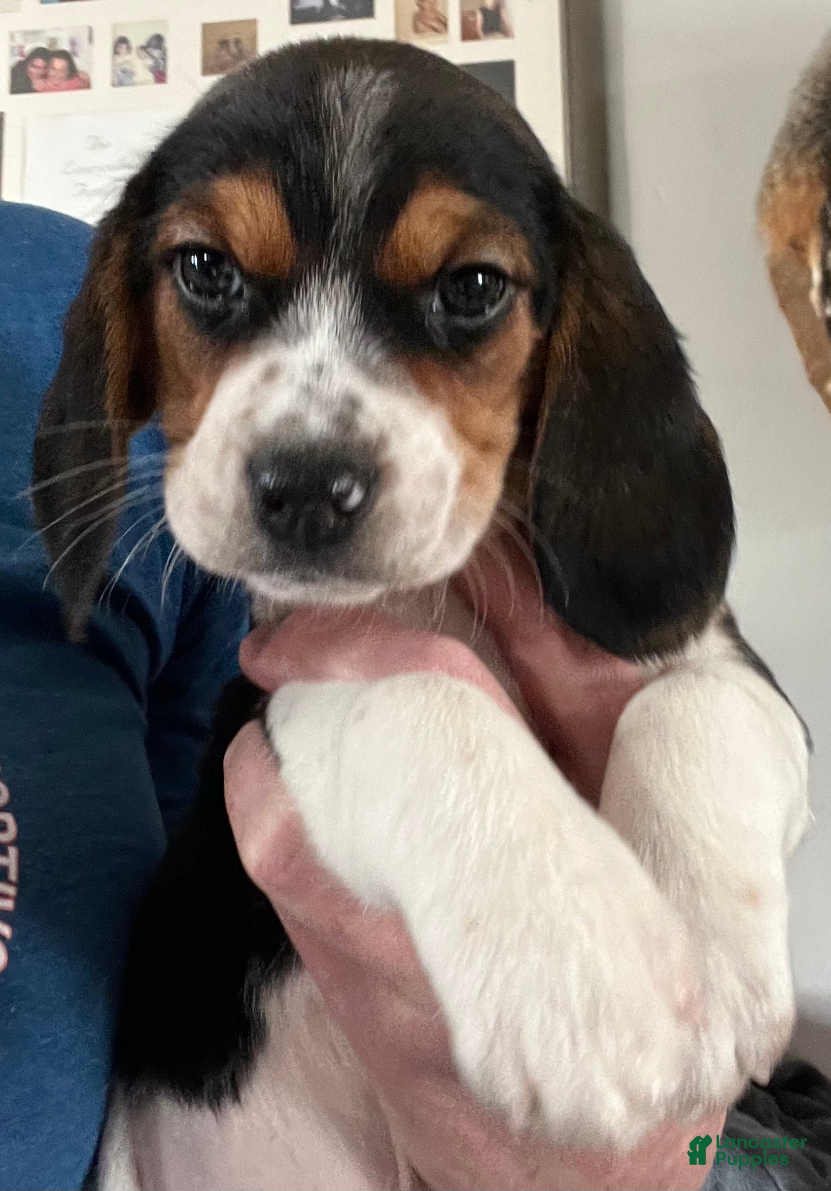 Beagle dogs Beagle Puppy 1 - Ad 1