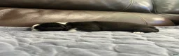Pug dogs for sale: Ty - Ad 9