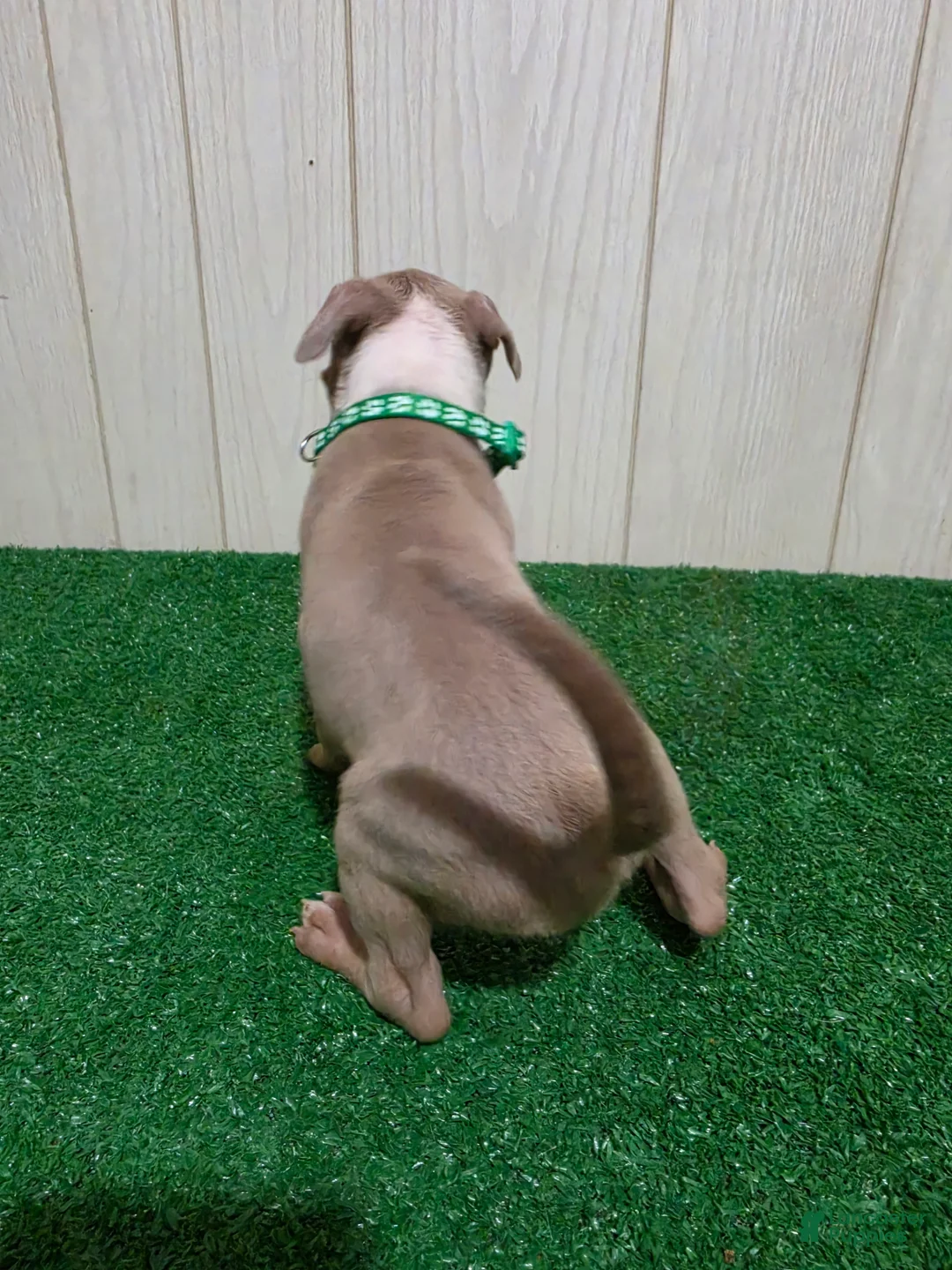 American Bully dogs for sale: American Bully XL Puppy 3 (Green Collar) - Ad 2