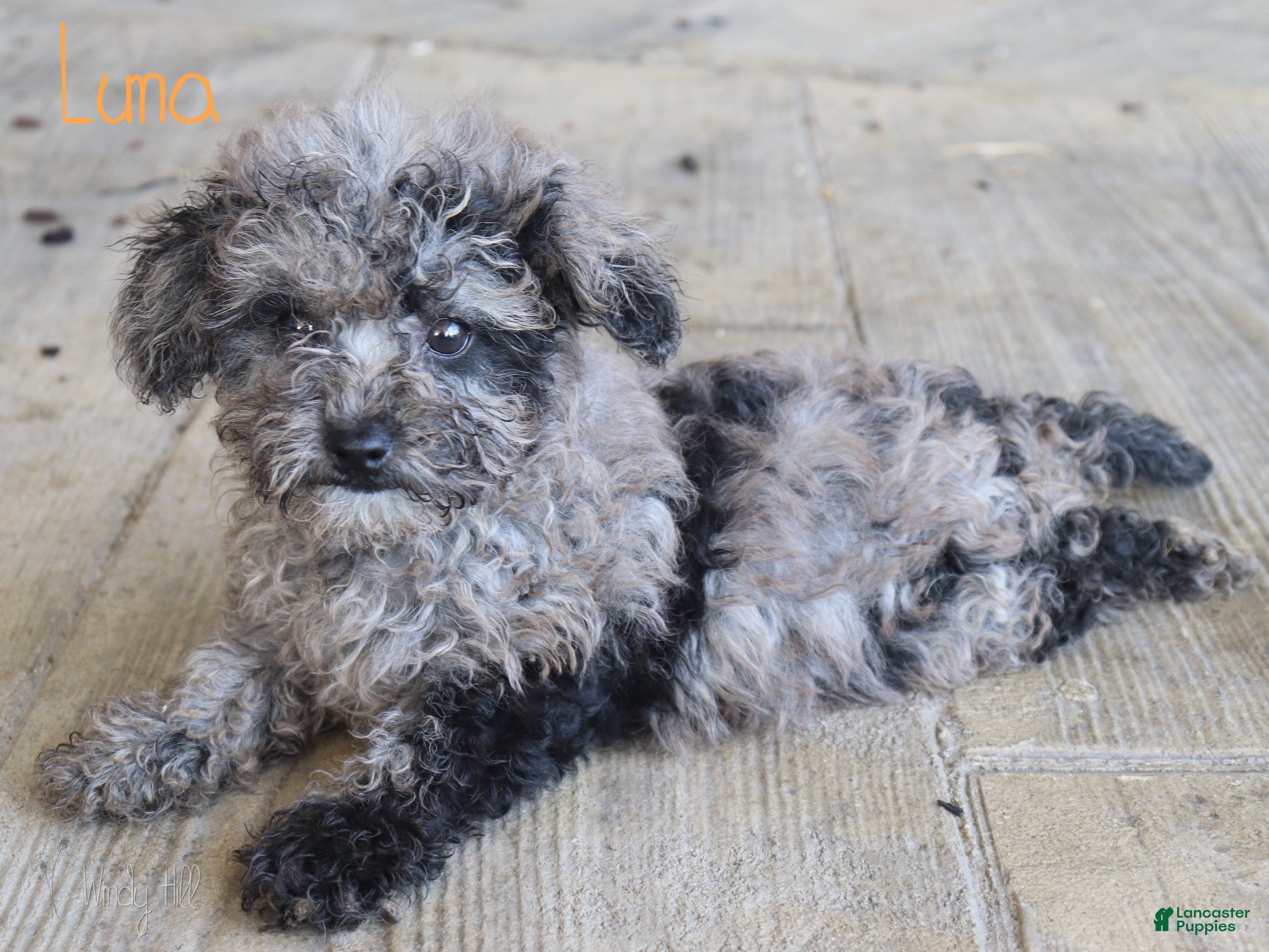 Mixed Breed dogs Luna - Ad 1