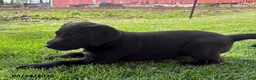 Labrador Retriever dogs for sale: Macy - Ad 4