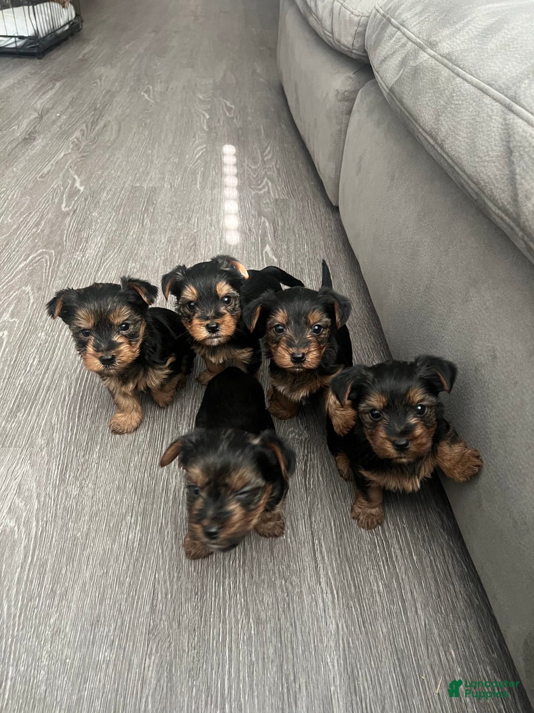 Gallery Image {{count}}