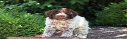 Lagotto Romagnolo dogs for sale: Mia - Ad 19