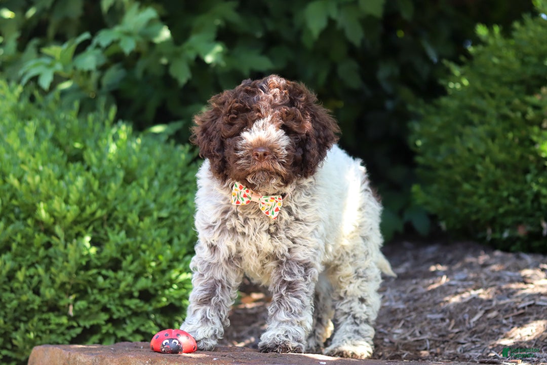 Lagotto Romagnolo dogs for sale: Mia - Ad 19