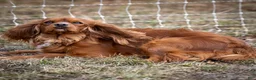 Cavalier King Charles Spaniel dogs for sale: Bonnie Cavalier King Charles Spaniel  - Ad 6