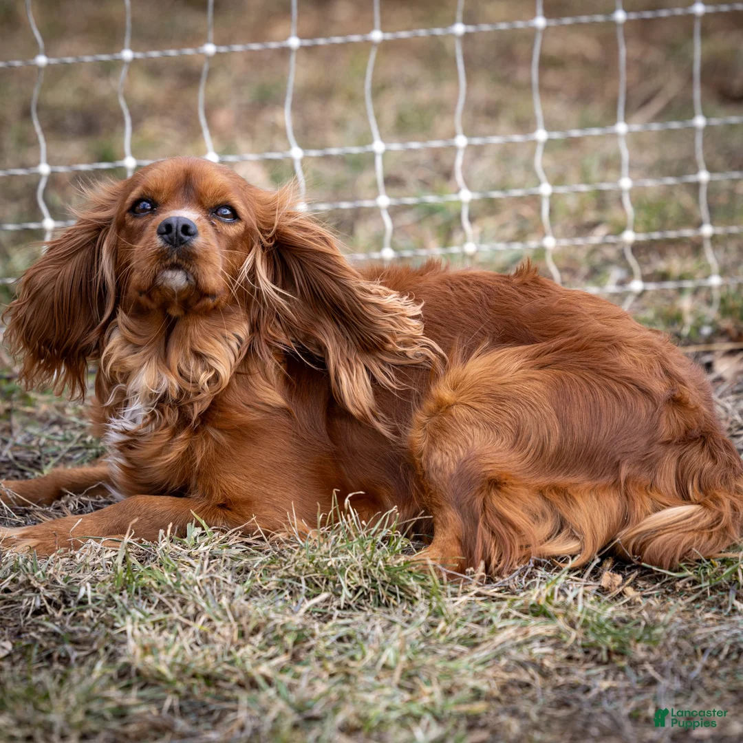 Cavalier King Charles Spaniel dogs for sale: Bonnie Cavalier King Charles Spaniel  - Ad 6