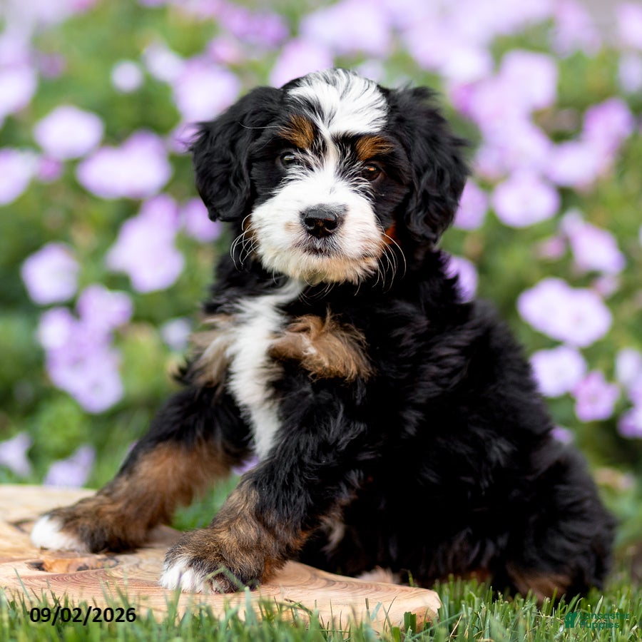 Mini Bernedoodle dogs Gloria - Ad 1