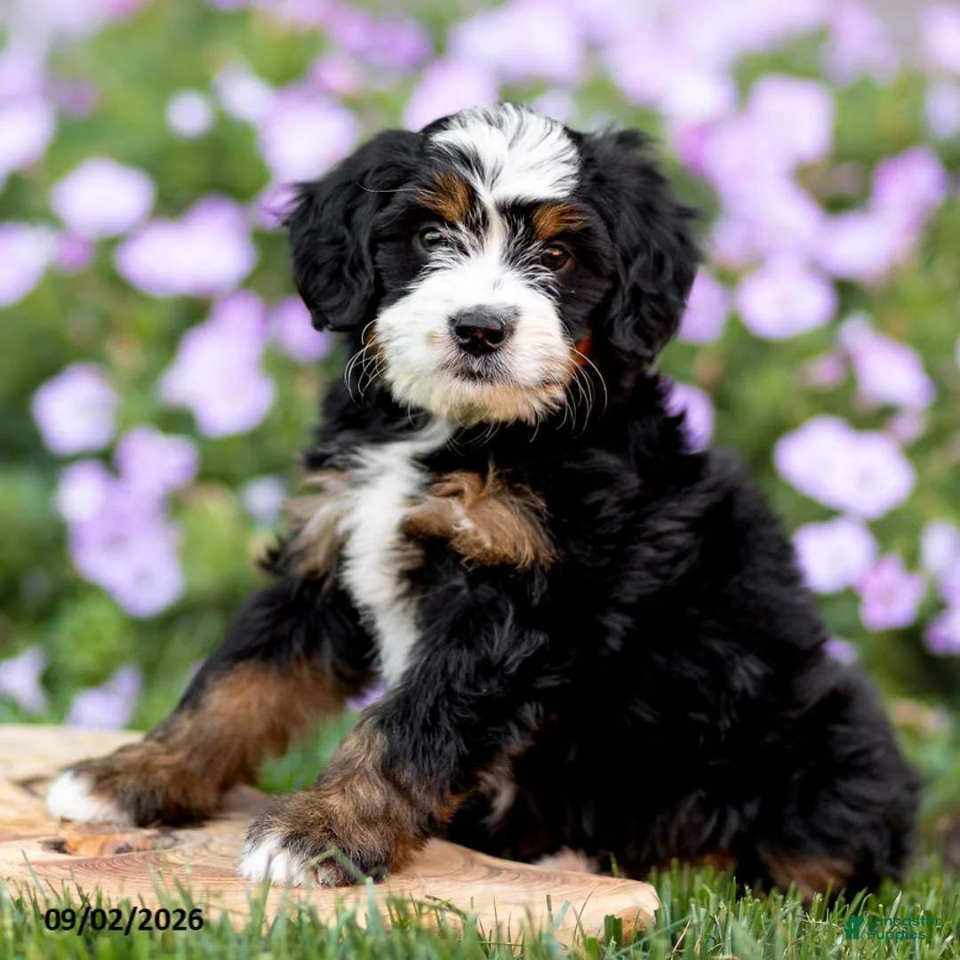 Mini Bernedoodle dogs for sale: Gloria - Ad 1