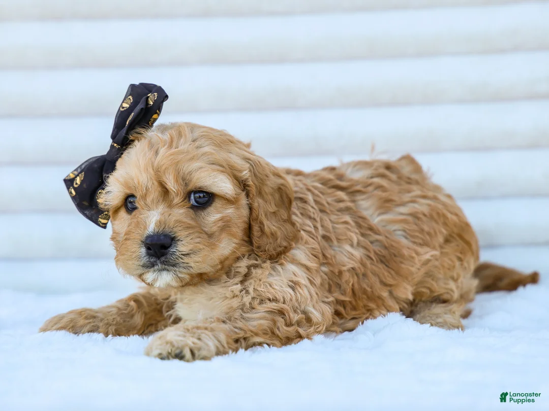 Cavapoo dogs for sale: Bruce - Ad 2