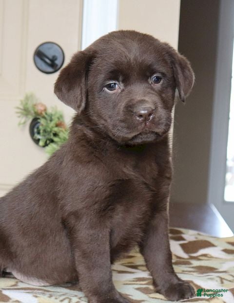 Labrador Retriever dogs Harper - Ch lines - Special price - Ad 2