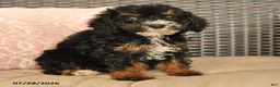 Miniature Poodle dogs for sale: Nancy - Ad 4