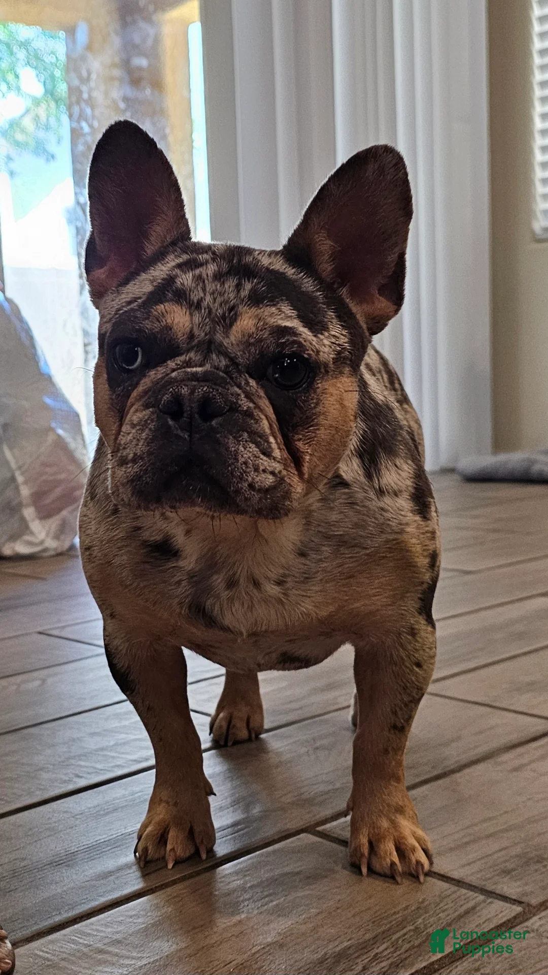 French Bulldog dogs for sale: French Bulldog Puppy 1 - Ad 23
