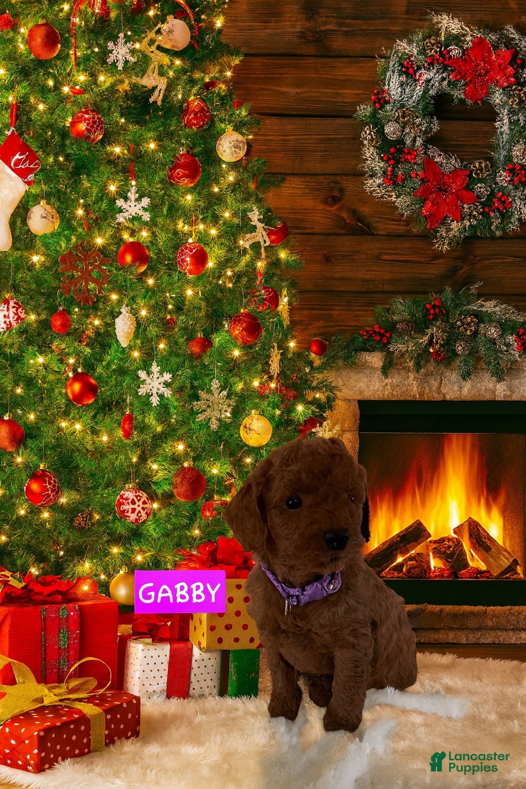 Miniature Labradoodle dogs for sale: Miniature Labradoodle Puppy 1 - Ad 2