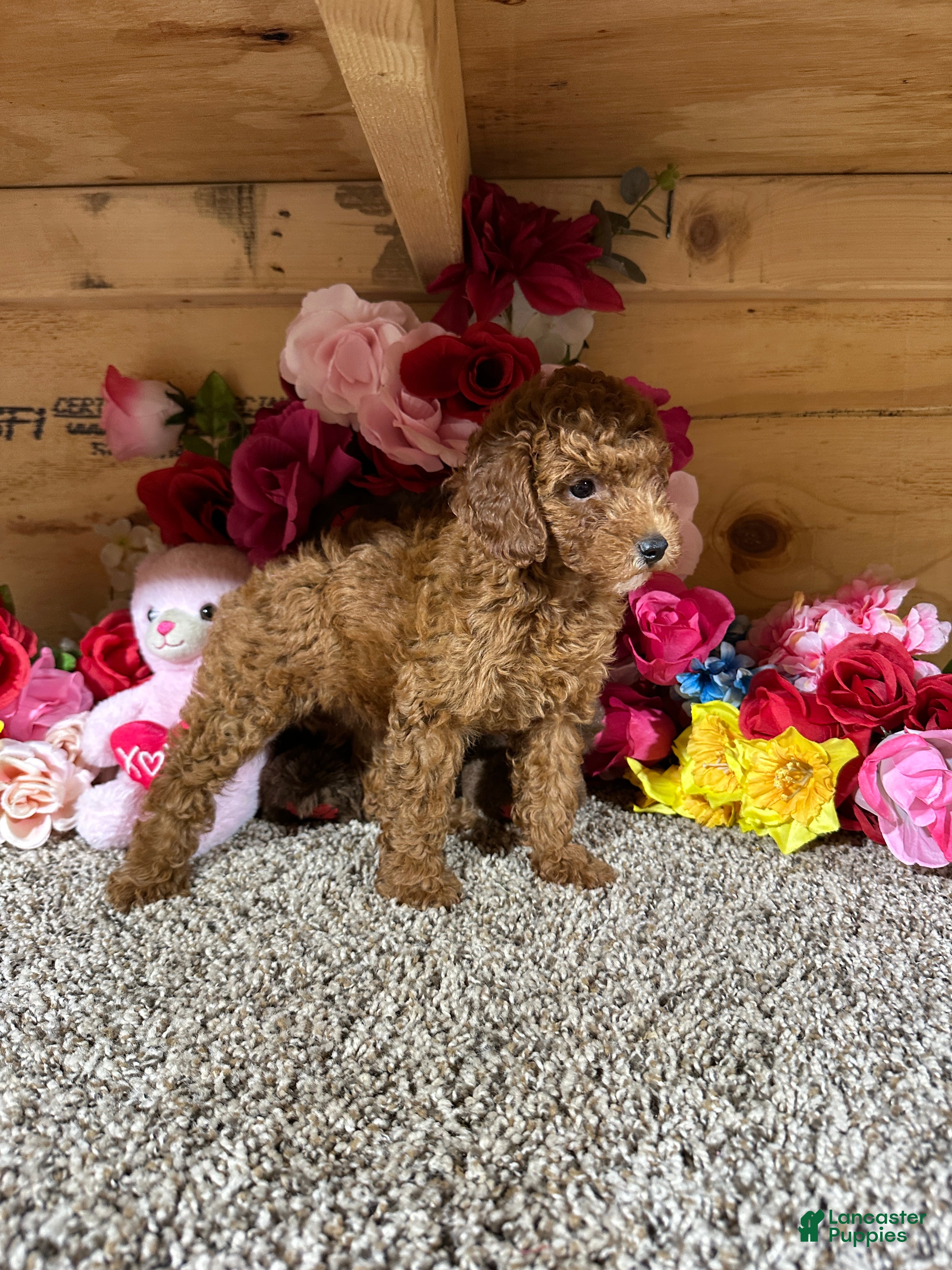 Toy Poodle dogs Toy Poodle 1 - Ad 2