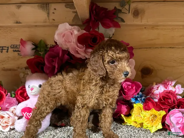 Toy Poodle dogs for sale: Toy Poodle 1 - Ad 2