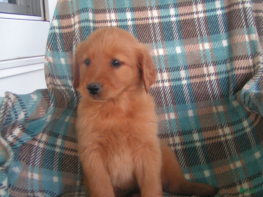 Golden Retriever dogs Luke - Ad 2
