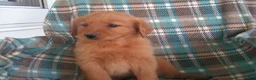 Golden Retriever dogs for sale: Luke - Ad 2