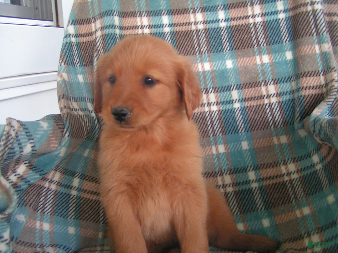 Golden Retriever dogs for sale: Luke - Ad 2