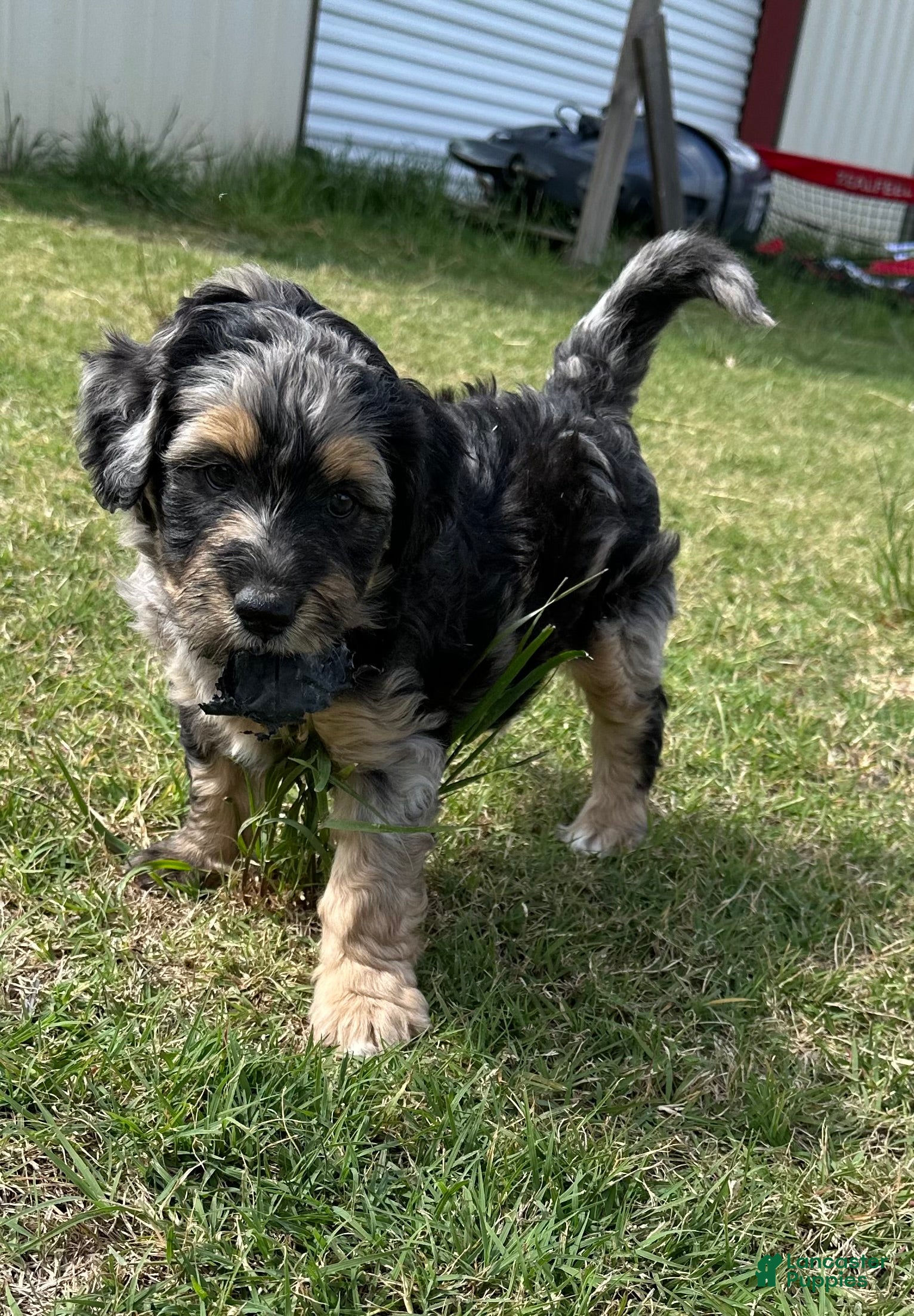 Aussiedoodle dogs Aussiedoodle Puppy 1 - Ad 17