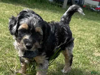 Aussiedoodle dogs Aussiedoodle Puppy 1 - Ad 19