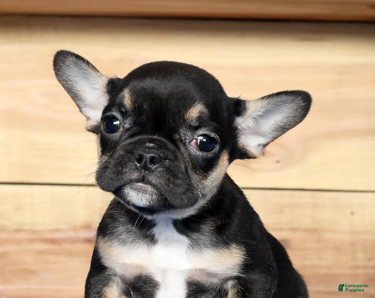 French Bulldog dogs Marshall - Ad 4