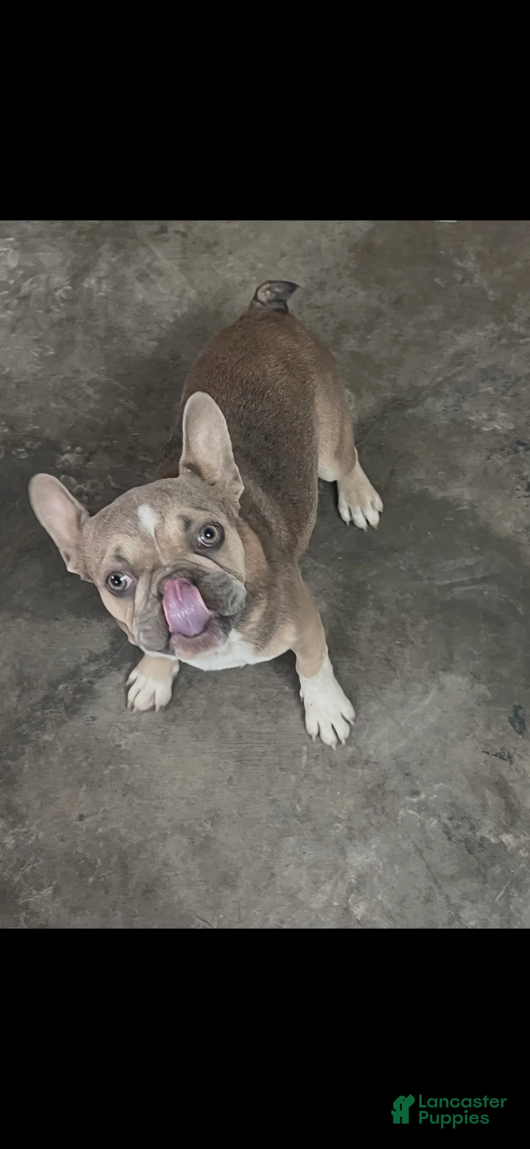 French Bulldog dogs for sale: Lola - Ad 3