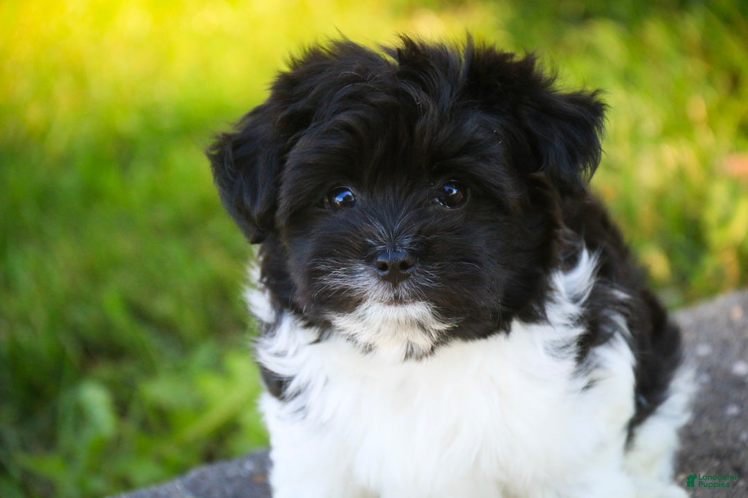 Havanese