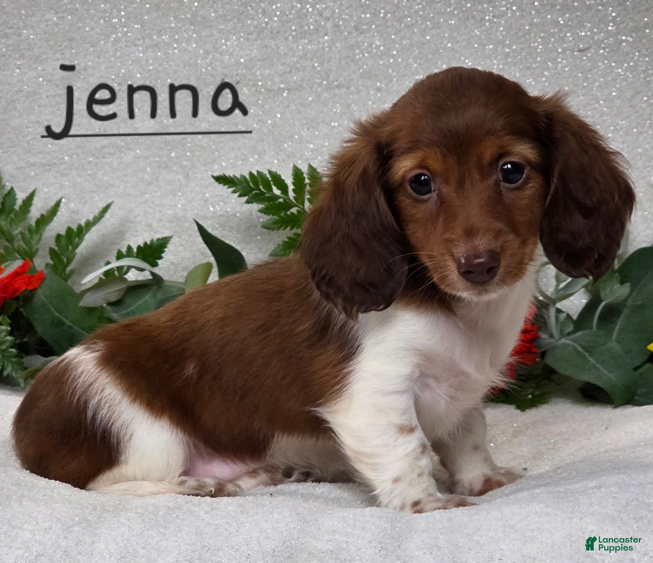 Miniature Dachshund dogs Jenna - Ad 1
