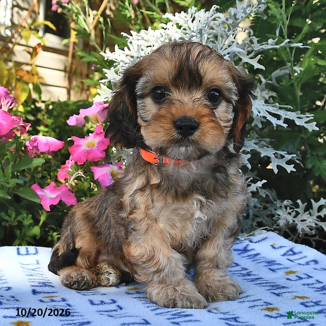 Cavachon dogs for sale: Smoky  - Ad 2